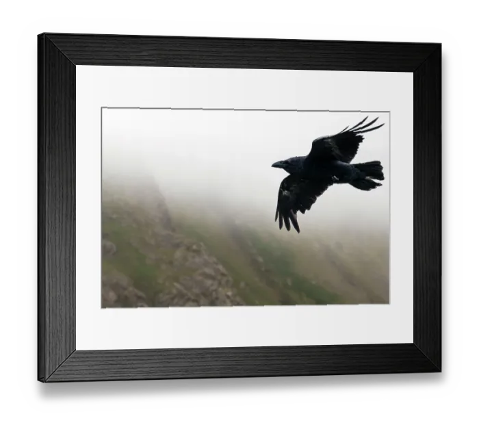 Framed Print : Raven (Corvus corax) in flight over cloudy hills, Northmavine, Shetland Islands, Scotland, UK. June Framed Print : Raven (Corvus corax) in flight over cloudy hills, Northmavine, Shetland Islands, Scotland, UK. June