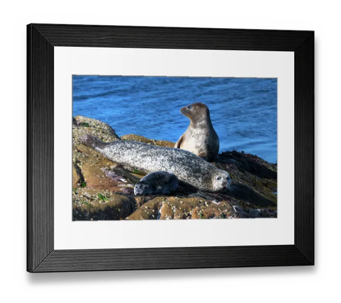 Framed Print : Two Common seals (Phoca vitulina) with a pup, resting on rocks, Shetland, Scotland, UK. June Framed Print : Two Common seals (Phoca vitulina) with a pup, resting on rocks, Shetland, Scotland, UK. June