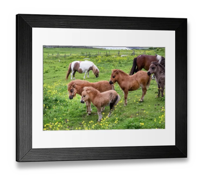 Framed Print : Shetland ponies (Equus caballus) herd, Shetland, Scotland, UK. June
