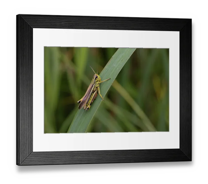 Framed Print : Large marsh grasshopper (Stethophyma grossum) resting on a leaf, Wheatfen Nature Reserve, Norfolk, England, UK. July Framed Print : Large marsh grasshopper (Stethophyma grossum) resting on a leaf, Wheatfen Nature Reserve, Norfolk, England, UK. July