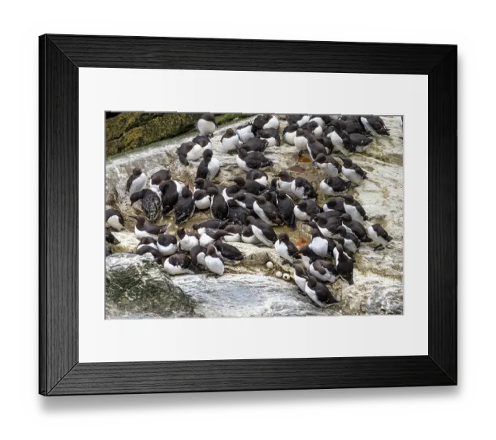 Framed Print : Guillemot (Uria aalge albionis) colony, both bridled and unbridled varieties perche on rocks at Sumburgh Head Nature Reserve, Shetland, Scotland, UK. June Framed Print : Guillemot (Uria aalge albionis) colony, both bridled and unbridled varieties perche on rocks at Sumburgh Head Nature Reserve, Shetland, Scotland, UK. June