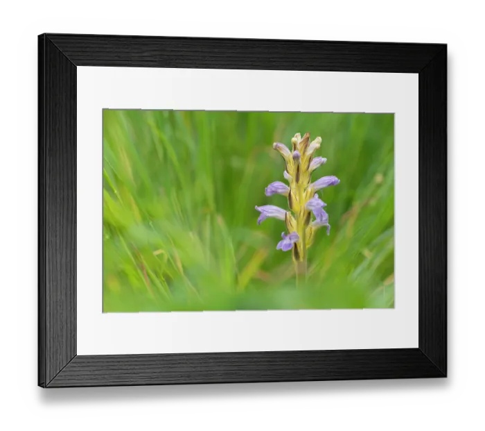 Framed Print : Yarrom broomrape (Orobanche purpurea) in flower, Nijmegen, The Netherlands. May