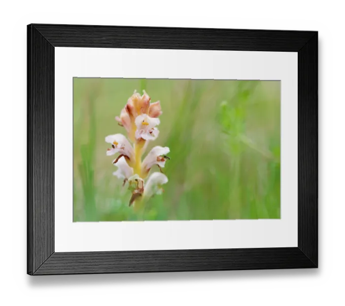 Framed Print : Yellow broomrape (Orobanche lutea) in flower, Nijmegen, The Netherlands. May Framed Print : Yellow broomrape (Orobanche lutea) in flower, Nijmegen, The Netherlands. May