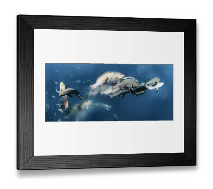 Framed Print : Group of Twinspot snappers (Lutjanus bohar) breaking away from the spawning aggregation to release a stream of sperm and eggs into the water Framed Print : Group of Twinspot snappers (Lutjanus bohar) breaking away from the spawning aggregation to release a stream of sperm and eggs into the water