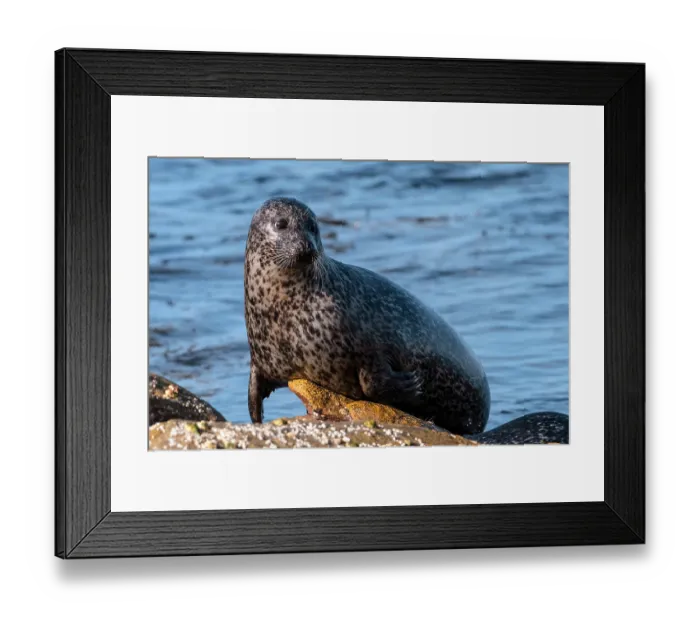 Framed Print : Common seal (Phoca vitulina) portrait, Mainland, Shetland, Scotland, UK. June Framed Print : Common seal (Phoca vitulina) portrait, Mainland, Shetland, Scotland, UK. June