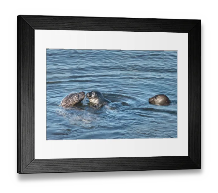 Framed Print : Two Common seals (Phoca vitulina) and pup in water, Bay of Scousburgh, Shetland, Scotland, UK. June Framed Print : Two Common seals (Phoca vitulina) and pup in water, Bay of Scousburgh, Shetland, Scotland, UK. June