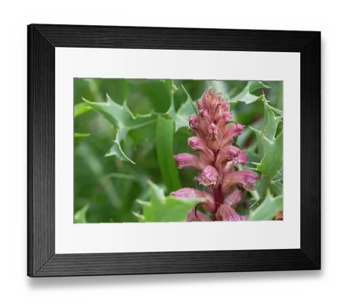 Framed Print : Amethyst broomrape (Orobanche amethystea) in flower, Nijmegen, The Netherlands. May Framed Print : Amethyst broomrape (Orobanche amethystea) in flower, Nijmegen, The Netherlands. May