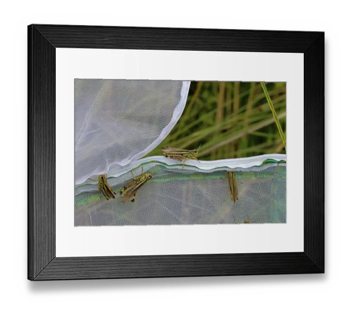 Framed Print : Large marsh grasshoppers (Stethophyma grossum) being released into the wild, Wheatfen Nature Reserve, Norfolk, England, UK. July. 2024 Framed Print : Large marsh grasshoppers (Stethophyma grossum) being released into the wild, Wheatfen Nature Reserve, Norfolk, England, UK. July. 2024