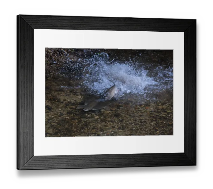 Framed Print : Group of Chubs (Squalius cephalus) spawning over shingle in River Yare, Norfolk, England, UK. July Framed Print : Group of Chubs (Squalius cephalus) spawning over shingle in River Yare, Norfolk, England, UK. July