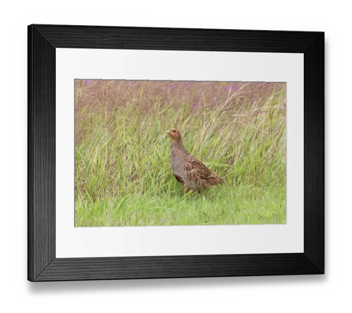 Framed Print : Grey partridge (Perdix perdix) male, portrait, Norfolk, England, UK. July Framed Print : Grey partridge (Perdix perdix) male, portrait, Norfolk, England, UK. July