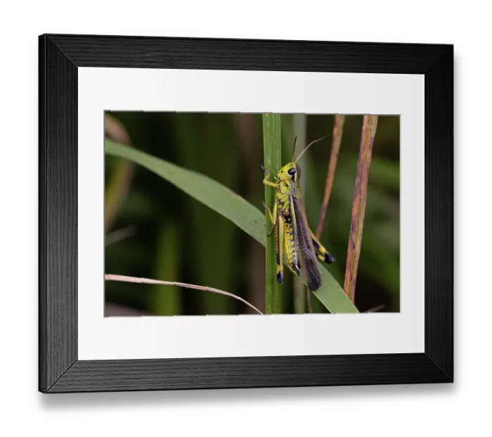 Framed Print : Large marsh grasshopper (Stethophyma grossum) resting on a stem, Wheatfen Nature Reserve, Norfolk, England, UK. July Framed Print : Large marsh grasshopper (Stethophyma grossum) resting on a stem, Wheatfen Nature Reserve, Norfolk, England, UK. July