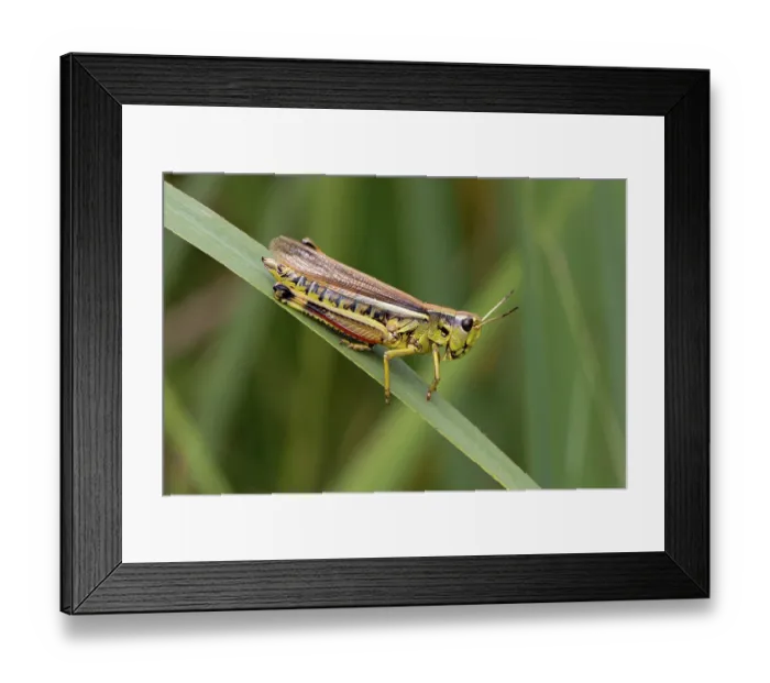 Framed Print : Large marsh grasshopper (Stethophyma grossum) resting on a leaf, Wheatfen Nature Reserve, Norfolk, England, UK. July Framed Print : Large marsh grasshopper (Stethophyma grossum) resting on a leaf, Wheatfen Nature Reserve, Norfolk, England, UK. July