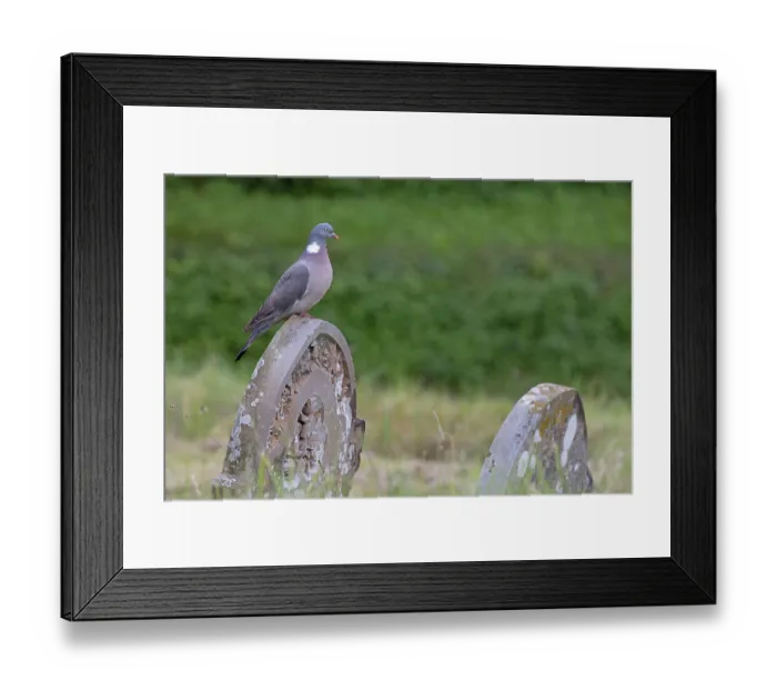 Framed Print : Wood pigeon (Columba oenas) perched on gravestone in churchyard, Norfolk, England, UK. July Framed Print : Wood pigeon (Columba oenas) perched on gravestone in churchyard, Norfolk, England, UK. July