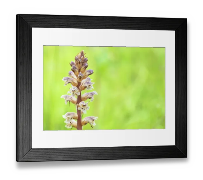 Framed Print : Common / Lesser Broomrape (Orobanche minor) in flower, Nijmegen, The Netherlands. May Framed Print : Common / Lesser Broomrape (Orobanche minor) in flower, Nijmegen, The Netherlands. May