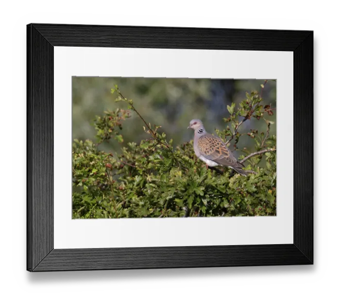 Framed Print : Turtle dove (Streptopelia turtur) perched in Hawthorn bush, Norfolk, England, UK. July Framed Print : Turtle dove (Streptopelia turtur) perched in Hawthorn bush, Norfolk, England, UK. July