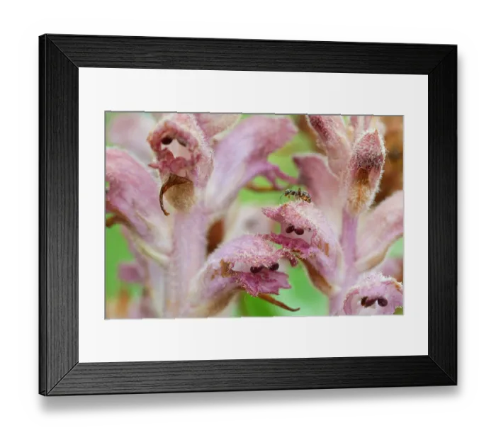 Framed Print : Clove-scented broomrape (Orobanche caryophyllacea) flowering, Nijmegen, The Netherlands. May