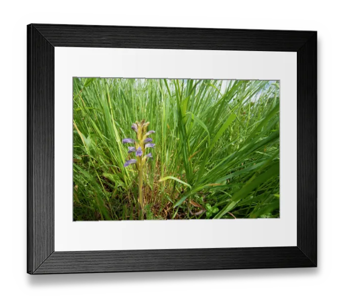 Framed Print : Yarrom broomrape (Orobanche purpurea) in flower, Nijmegen, The Netherlands. May Framed Print : Yarrom broomrape (Orobanche purpurea) in flower, Nijmegen, The Netherlands. May
