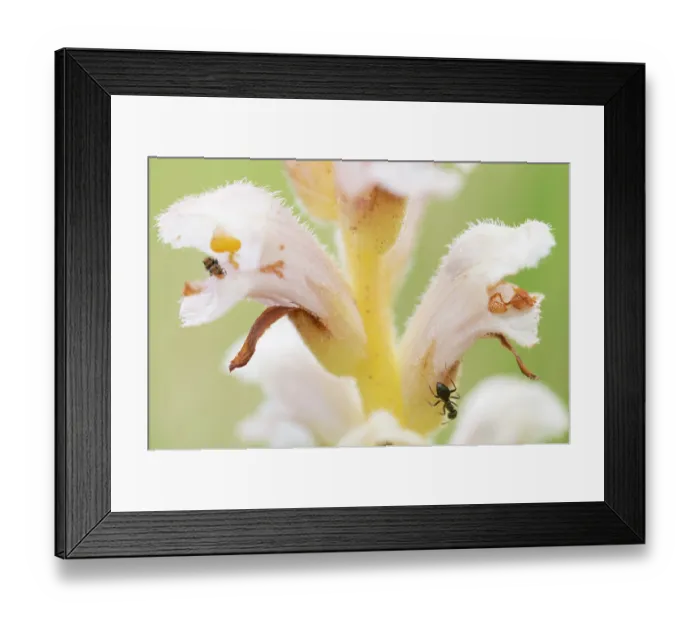 Framed Print : Yellow broomrape (Orobanche lutea) flower, close up, Nijmegen, The Netherlands. May Framed Print : Yellow broomrape (Orobanche lutea) flower, close up, Nijmegen, The Netherlands. May