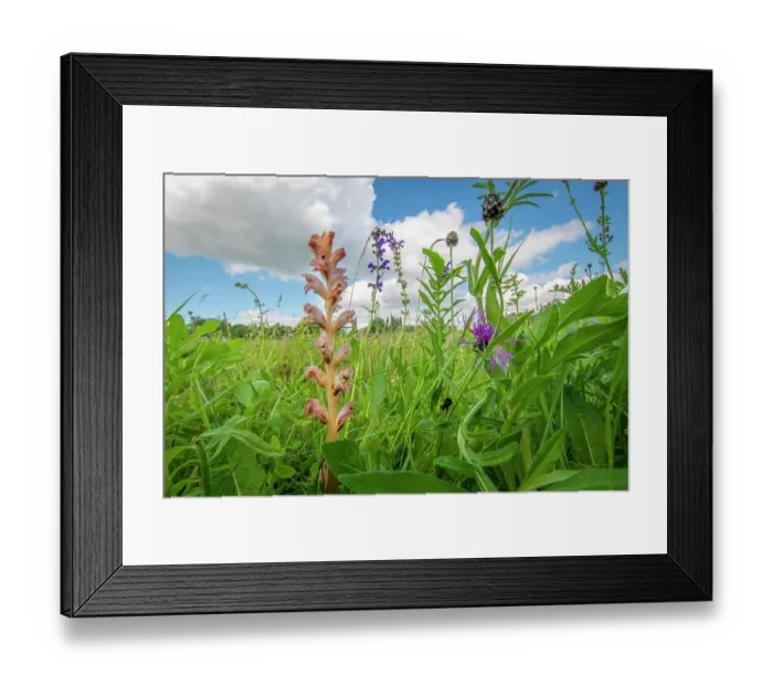 Framed Print : Clove-scented broomrape (Orobanche caryophyllacea) flowering in meadow, Nijmegen, The Netherlands. May Framed Print : Clove-scented broomrape (Orobanche caryophyllacea) flowering in meadow, Nijmegen, The Netherlands. May