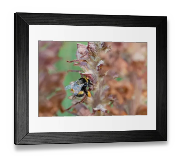 Framed Print : Buff-tailed bumble bee (Bombus terrestris) worker nectaring on Greater broomrape (Orobanche rapum-genistae) flower, Nijmegen, The Netherlands. May Framed Print : Buff-tailed bumble bee (Bombus terrestris) worker nectaring on Greater broomrape (Orobanche rapum-genistae) flower, Nijmegen, The Netherlands. May