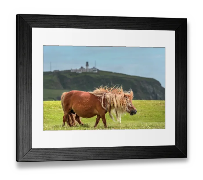 Framed Print : Shetland pony (Equus caballus) portrait, Sumburgh Head Nature Reserve, Shetland, Scotland, UK. June Framed Print : Shetland pony (Equus caballus) portrait, Sumburgh Head Nature Reserve, Shetland, Scotland, UK. June