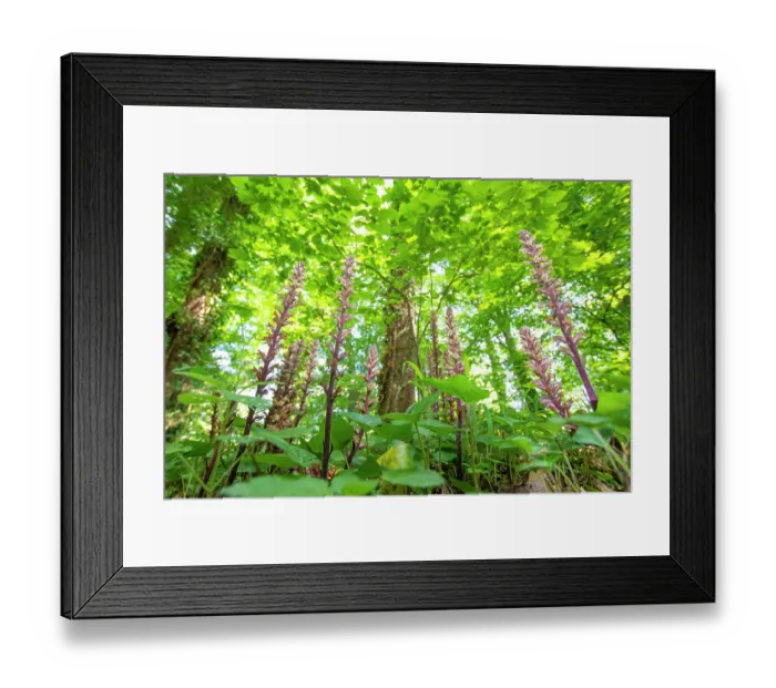 Framed Print : Ivy broomrape (Orobanche hederae) growing among Ivy (Hedera helix), Nijmegen, The Netherlands. June Framed Print : Ivy broomrape (Orobanche hederae) growing among Ivy (Hedera helix), Nijmegen, The Netherlands. June