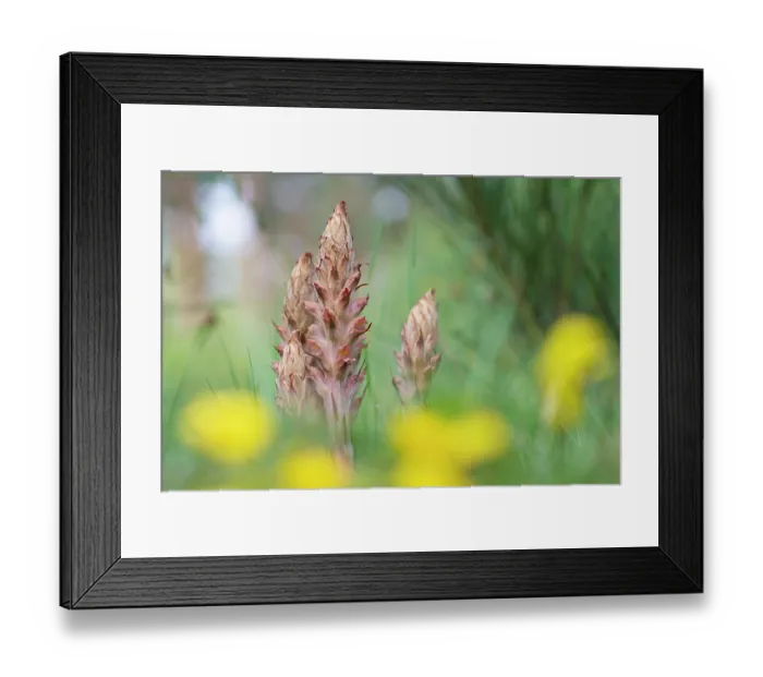 Framed Print : Greater broomrape (Orobanche rapum-genistae) in flower, Nijmegen, The Netherlands. May