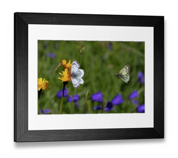 Framed Print : Mountain clouded yellow butterfly (Colias phicomone) male approaching female resting on flower, Switzerland. August Framed Print : Mountain clouded yellow butterfly (Colias phicomone) male approaching female resting on flower, Switzerland. August