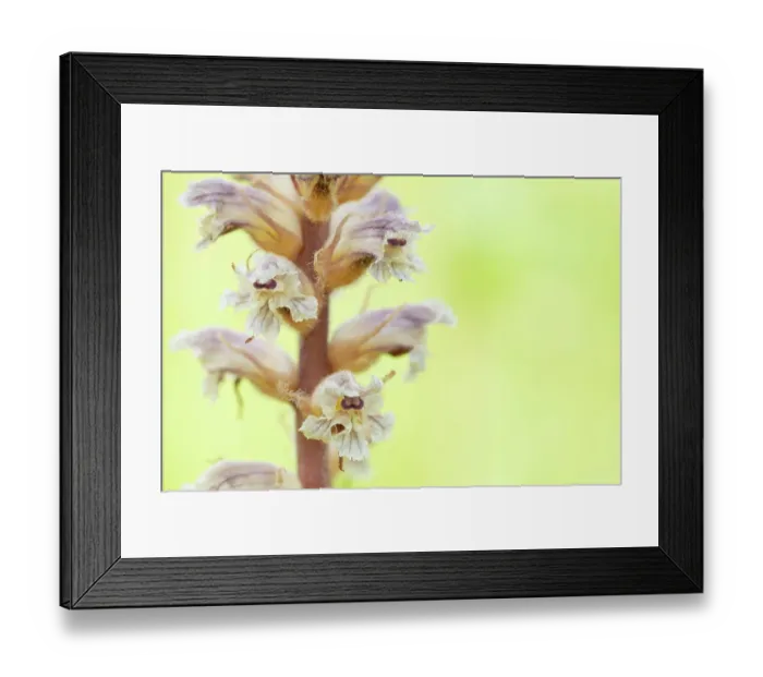 Framed Print : Common / Lesser Broomrape (Orobanche minor) in flower, Nijmegen, The Netherlands. May Framed Print : Common / Lesser Broomrape (Orobanche minor) in flower, Nijmegen, The Netherlands. May