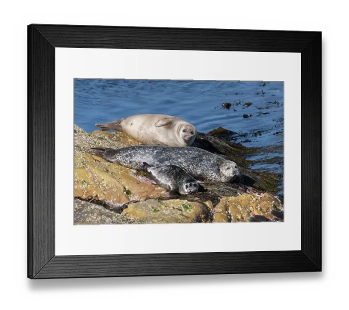 Framed Print : Two Common seals (Phoca vitulina) with a pup, resting on rocks, Shetland, Scotland, UK. June Framed Print : Two Common seals (Phoca vitulina) with a pup, resting on rocks, Shetland, Scotland, UK. June