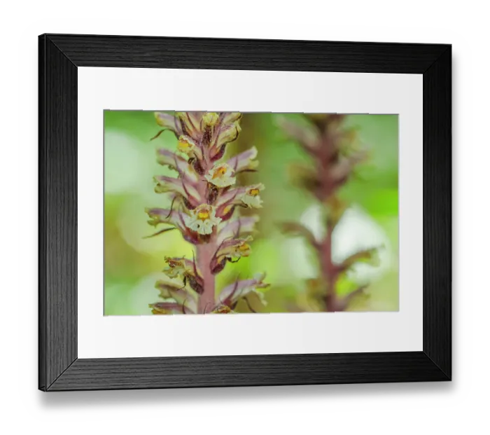 Framed Print : Ivy broomrape (Orobanche hederae) in flower, Nijmegen, The Netherlands. June Framed Print : Ivy broomrape (Orobanche hederae) in flower, Nijmegen, The Netherlands. June