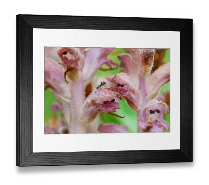 Framed Print : Clove-scented broomrape (Orobanche caryophyllacea) flowering, Nijmegen, The Netherlands. May Framed Print : Clove-scented broomrape (Orobanche caryophyllacea) flowering, Nijmegen, The Netherlands. May