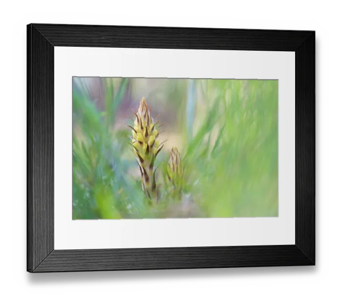 Framed Print : Greater broomrape (Orobanche rapum-genistae) in flower, Nijmegen, The Netherlands. May Framed Print : Greater broomrape (Orobanche rapum-genistae) in flower, Nijmegen, The Netherlands. May