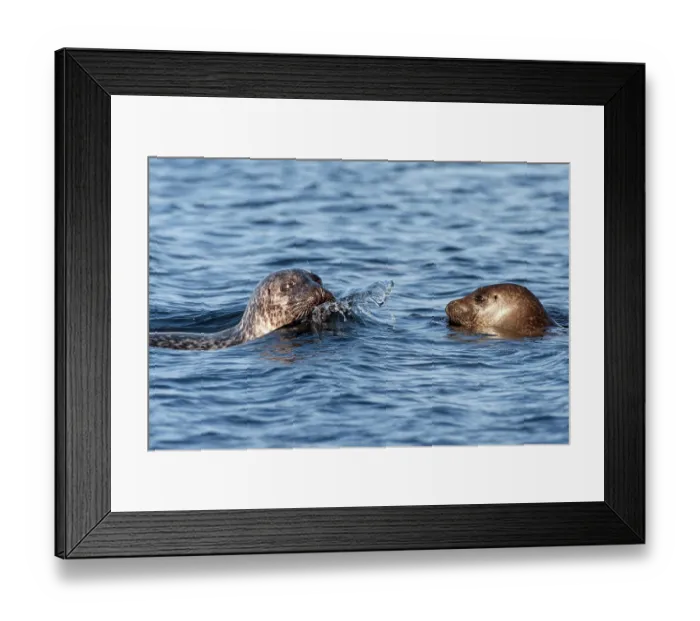 Framed Print : Two Common seals (Phoca vitulina) in water, Mainland, Shetland, Scotland, UK. June Framed Print : Two Common seals (Phoca vitulina) in water, Mainland, Shetland, Scotland, UK. June