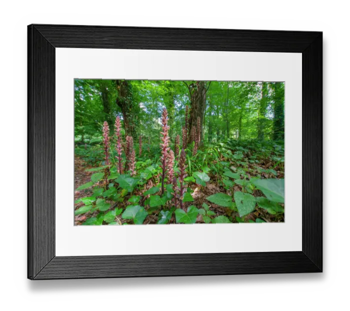 Framed Print : Ivy broomrape (Orobanche hederae) growing among Ivy (Hedera helix), Nijmegen, The Netherlands. June Framed Print : Ivy broomrape (Orobanche hederae) growing among Ivy (Hedera helix), Nijmegen, The Netherlands. June