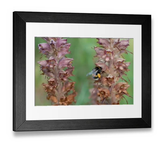 Framed Print : Buff-tailed bumble bee (Bombus terrestris) worker nectaring on Greater broomrape (Orobanche rapum-genistae) flower, Nijmegen, The Netherlands. May Framed Print : Buff-tailed bumble bee (Bombus terrestris) worker nectaring on Greater broomrape (Orobanche rapum-genistae) flower, Nijmegen, The Netherlands. May