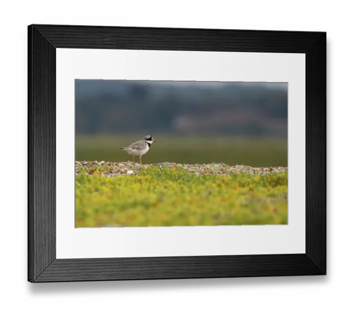 Framed Print : Common ringed plover (Charadrius hiaticula) on pebble beach, Norfolk, England, UK. September Framed Print : Common ringed plover (Charadrius hiaticula) on pebble beach, Norfolk, England, UK. September