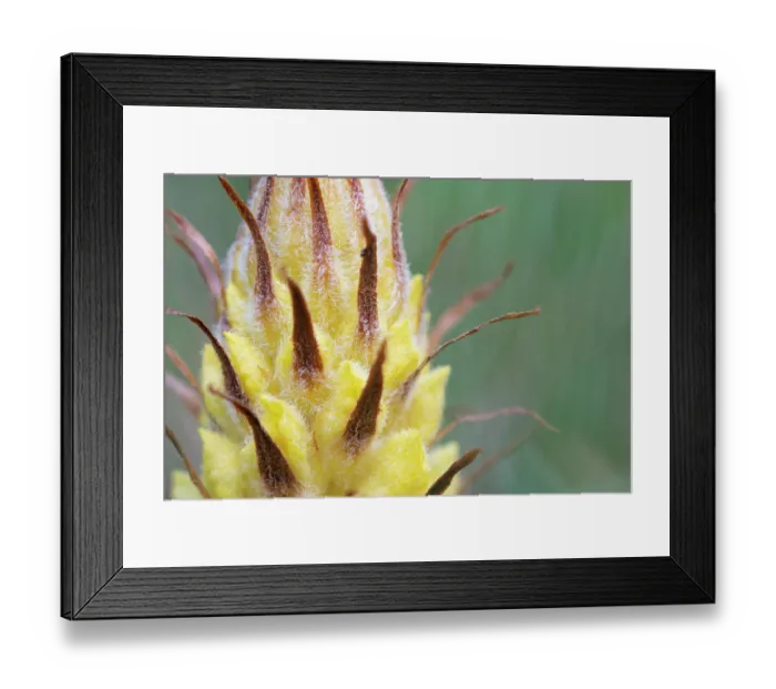 Framed Print : Greater broomrape (Orobanche rapum-genistae) flower, Nijmegen, The Netherlands. May Framed Print : Greater broomrape (Orobanche rapum-genistae) flower, Nijmegen, The Netherlands. May