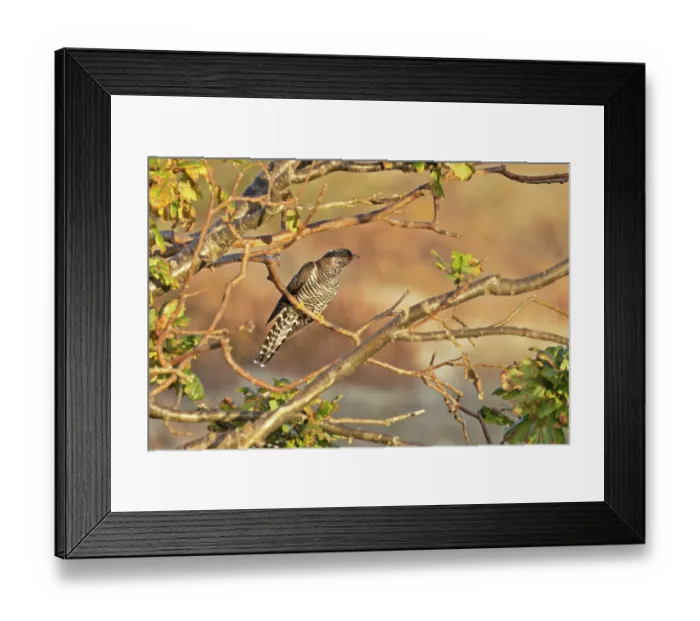 Framed Print : Common cuckoo (Cuculus canorus) juvenile, perched on branch, Norfolk, England, UK. October Framed Print : Common cuckoo (Cuculus canorus) juvenile, perched on branch, Norfolk, England, UK. October