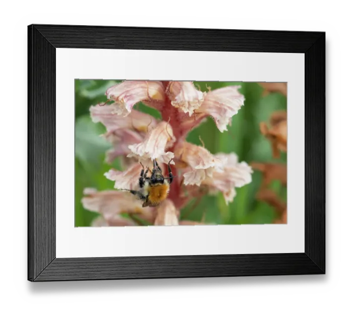 Framed Print : Common carder bumblebee (Bombus pascuorum) nectaring on Amethyst broomrape (Orobanche amethystea) flower, Nijmegen, The Netherlands. May Framed Print : Common carder bumblebee (Bombus pascuorum) nectaring on Amethyst broomrape (Orobanche amethystea) flower, Nijmegen, The Netherlands. May
