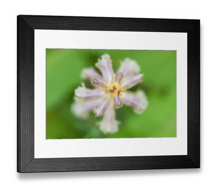 Framed Print : Common / Lesser Broomrape (Orobanche minor) flower close up, Nijmegen, The Netherlands. May Framed Print : Common / Lesser Broomrape (Orobanche minor) flower close up, Nijmegen, The Netherlands. May