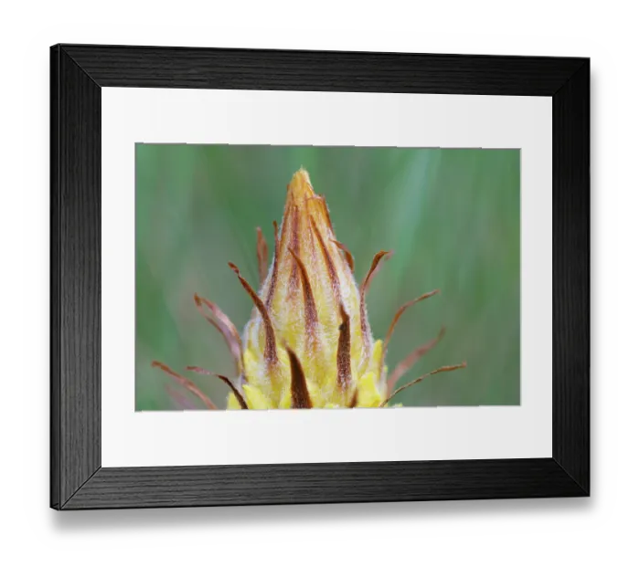 Framed Print : Greater broomrape (Orobanche rapum-genistae) flower, Nijmegen, The Netherlands. May Framed Print : Greater broomrape (Orobanche rapum-genistae) flower, Nijmegen, The Netherlands. May