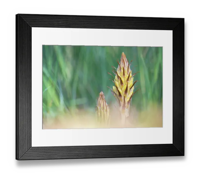 Framed Print : Greater broomrape (Orobanche rapum-genistae) flower, Nijmegen, The Netherlands. May Framed Print : Greater broomrape (Orobanche rapum-genistae) flower, Nijmegen, The Netherlands. May