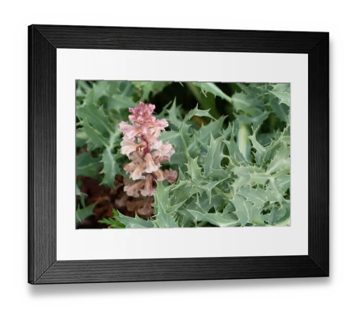 Framed Print : Amethyst broomrape (Orobanche amethystea) in flower, Nijmegen, The Netherlands. May Framed Print : Amethyst broomrape (Orobanche amethystea) in flower, Nijmegen, The Netherlands. May