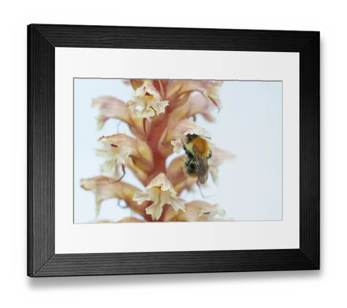 Framed Print : Common carder bumblebee (Bombus pascuorum) nectaring on Amethyst broomrape (Orobanche amethystea) flower, Nijmegen, The Netherlands. May Framed Print : Common carder bumblebee (Bombus pascuorum) nectaring on Amethyst broomrape (Orobanche amethystea) flower, Nijmegen, The Netherlands. May
