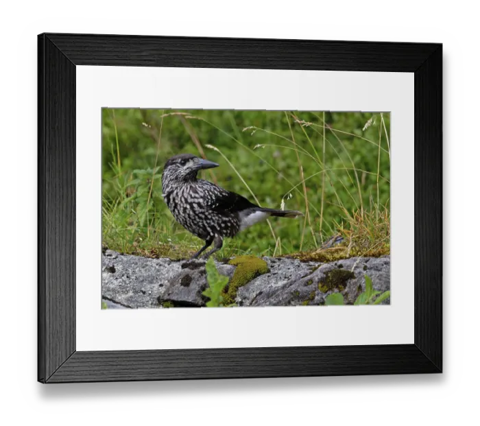 Framed Print : Nutcracker (Nucifraga caryocatactes) perched on a rock, Switzerland. August Framed Print : Nutcracker (Nucifraga caryocatactes) perched on a rock, Switzerland. August