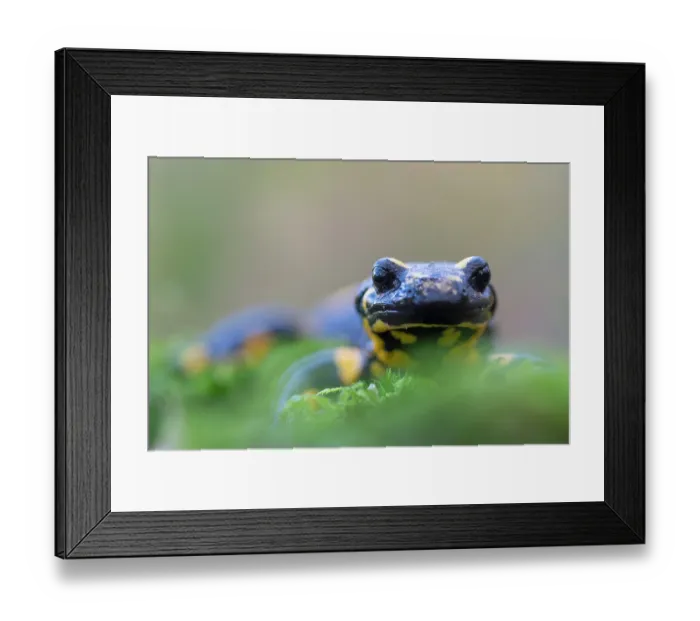 Framed Print : Fire salamander (Salamandra salamandra) portrait, Hallerbos, Belgium. November Framed Print : Fire salamander (Salamandra salamandra) portrait, Hallerbos, Belgium. November