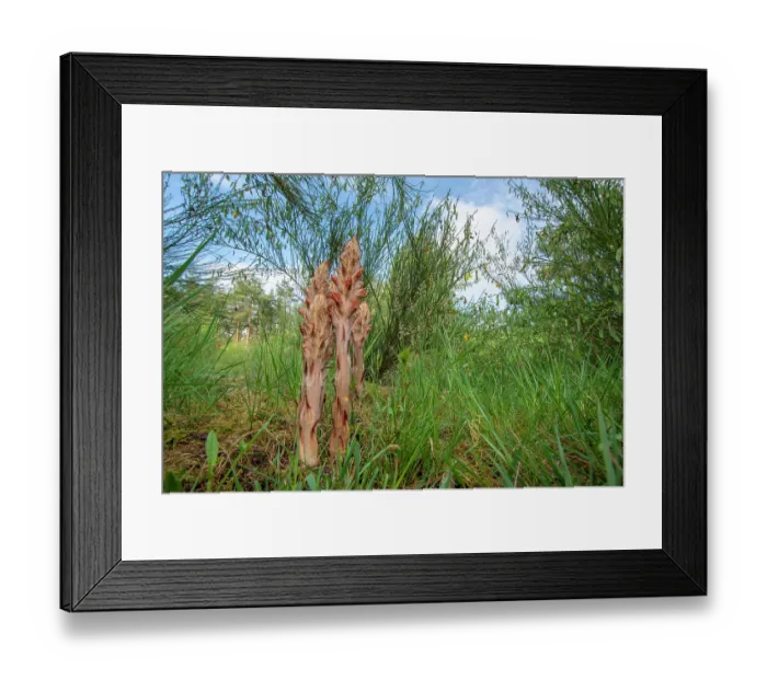 Framed Print : Greater broomrape (Orobanche rapum-genistae) in flower, Nijmegen, The Netherlands. May Framed Print : Greater broomrape (Orobanche rapum-genistae) in flower, Nijmegen, The Netherlands. May