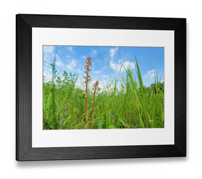 Framed Print : Common  /  Lesser Broomrape (Orobanche minor) in flower, Nijmegen, The Netherlands. May