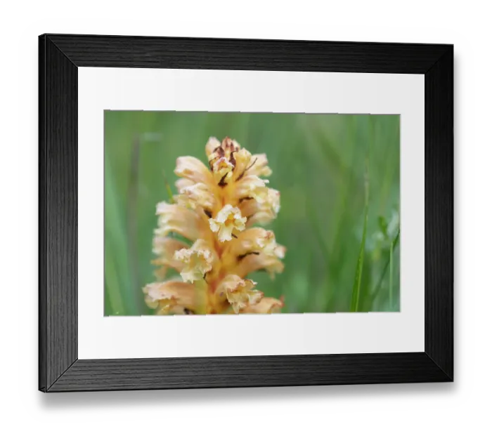 Framed Print : Yellow broomrape (Orobanche lutea) in flower, Nijmegen, The Netherlands. May Framed Print : Yellow broomrape (Orobanche lutea) in flower, Nijmegen, The Netherlands. May